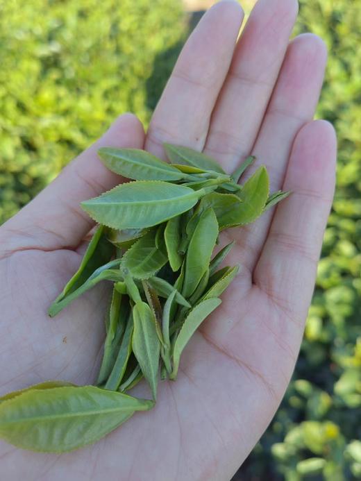 【茶馆茶叶】小众茶第46期丨【北方佳人】寒露白毫青茶 商品图4