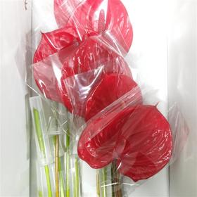 红掌（中小红掌）