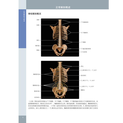 脊柱外科影像学 商品图3