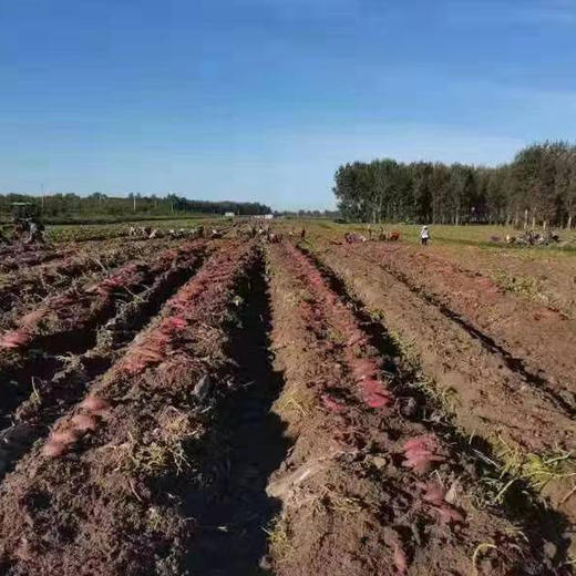 有机甜甜香小红薯5斤 商品图8