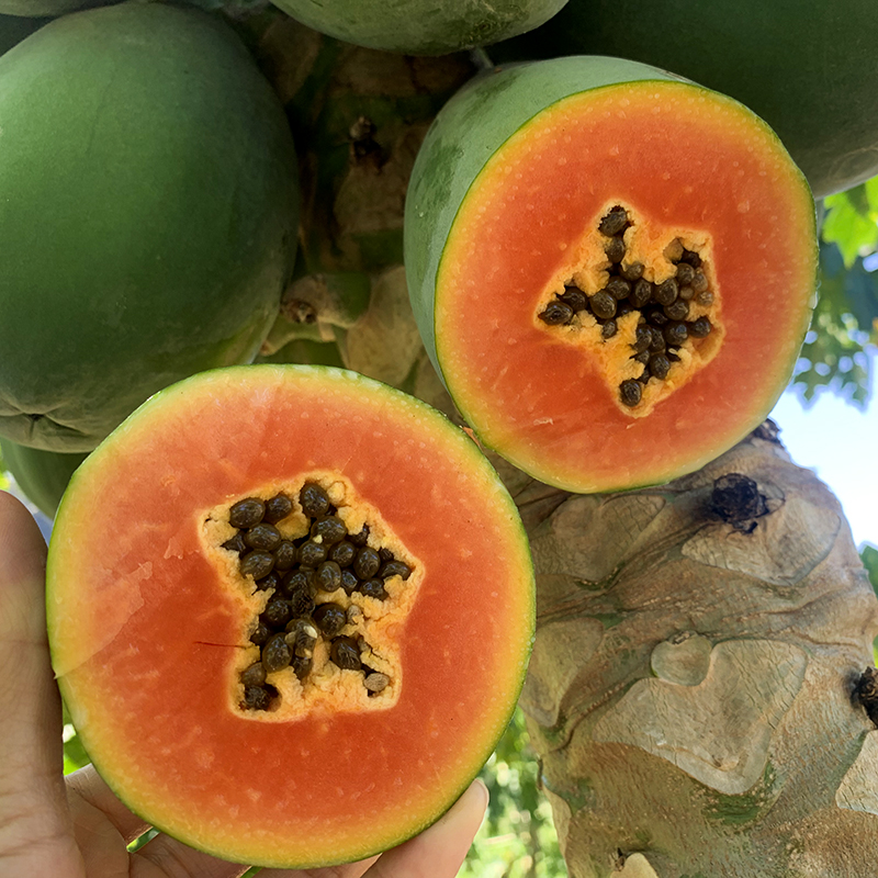 海南【冰糖红心木瓜】清甜多汁 香甜软糯 肉质鲜嫩 现摘现发！