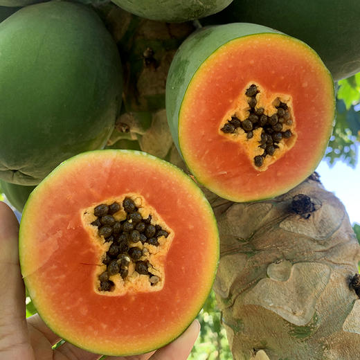 海南【冰糖红心木瓜】清甜多汁 香甜软糯 肉质鲜嫩 现摘现发！ 商品图0