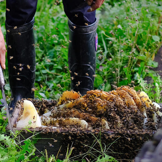 【秦岭野生蜂蜜500g/瓶】秦岭大巴山深处的野生百花药蜜 每年只收割一次 每一滴蜜都来之不易 商品图5