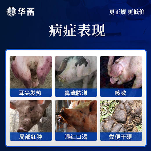 华畜兽用 银翘散500g 风热感冒咳嗽 消炎退肿 禽畜用中兽药 呼吸道 支原体 商品图2
