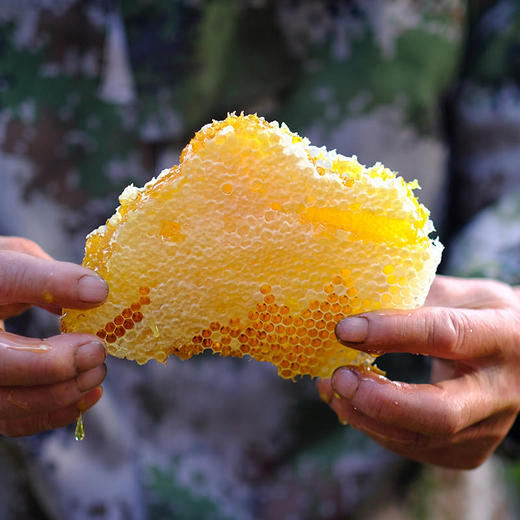 【秦岭野生蜂蜜500g/瓶】秦岭大巴山深处的野生百花药蜜 每年只收割一次 每一滴蜜都来之不易 商品图6