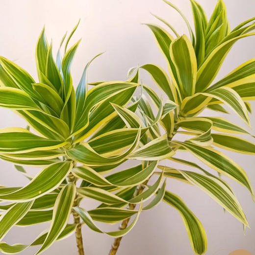 配叶-百合竹-5支 商品图1