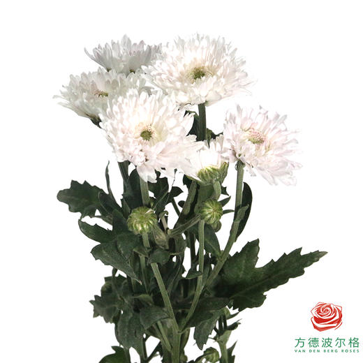 多头小菊 弗洛伊白 商品图3