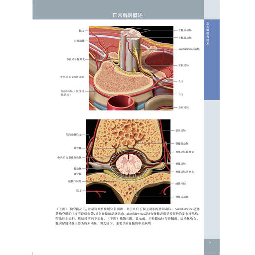 脊柱外科影像学 商品图6