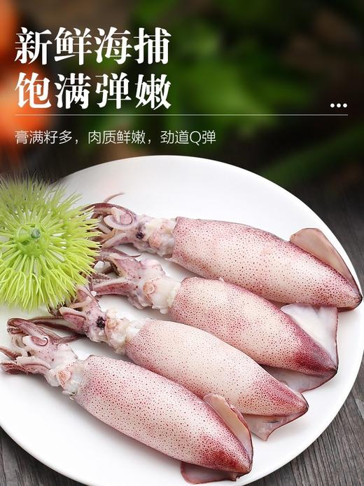 全母满籽籽乌 笔管鱿鱼 商品图1