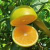 橙中万人迷·C味冰糖橙 汁水充沛甜蜜 果肉细腻化渣 商品缩略图0