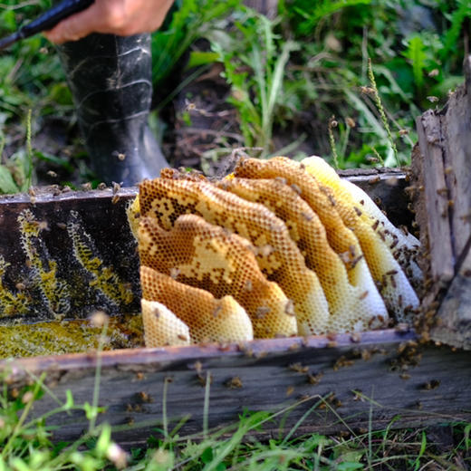 【秦岭野生蜂蜜500g/瓶】秦岭大巴山深处的野生百花药蜜 每年只收割一次 每一滴蜜都来之不易 商品图9