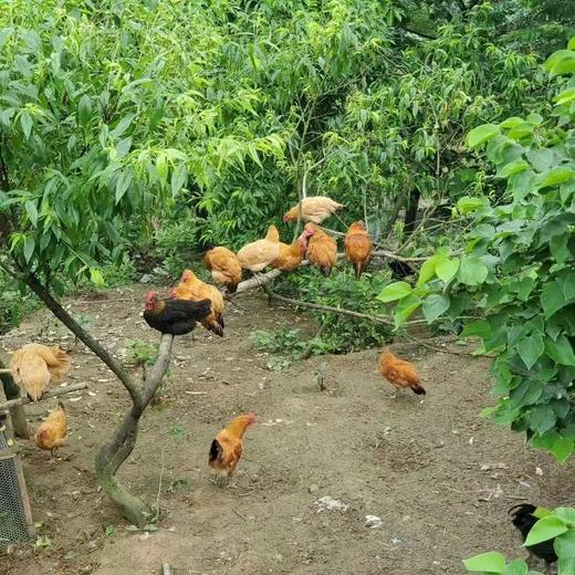 【寻味武隆】武隆深山老土鸡，飞入寻常百姓家，三年下蛋老母鸡 商品图2