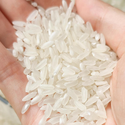 【农家自种五常大米】5KG纯正稻花香 不打药只用传统农家肥 米香回甘 商品图5