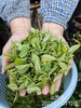 【茶馆茶叶】小众茶第46期丨【北方佳人】寒露白毫青茶 商品缩略图5