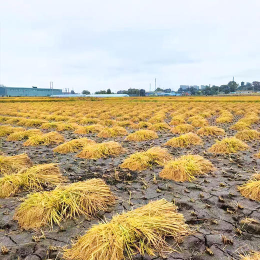 【农家自种五常大米】5KG纯正稻花香 不打药只用传统农家肥 米香回甘 商品图4