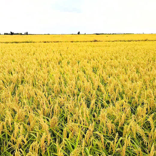 【农家自种五常大米】5KG纯正稻花香 不打药只用传统农家肥 米香回甘 商品图1