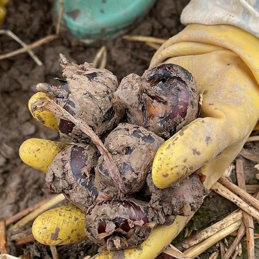 【果蔬精选】广西荔浦现挖马蹄 被称为带泥的“地下雪梨“ 亦果亦蔬 甜脆荸荠 饱满清甜 肉质鲜嫩  大人小孩都爱吃哦 商品图5