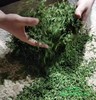 【茶馆茶叶】小众茶第46期丨【北方佳人】寒露白毫青茶 商品缩略图7