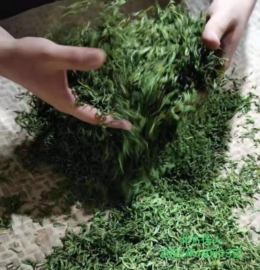 【茶馆茶叶】小众茶第46期丨【北方佳人】寒露白毫青茶 商品图7
