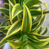 配叶-百合竹-5支 商品缩略图2