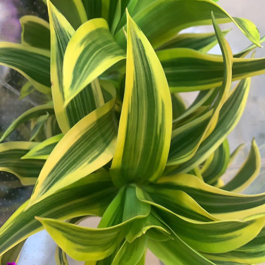 配叶-百合竹-5支 商品图2