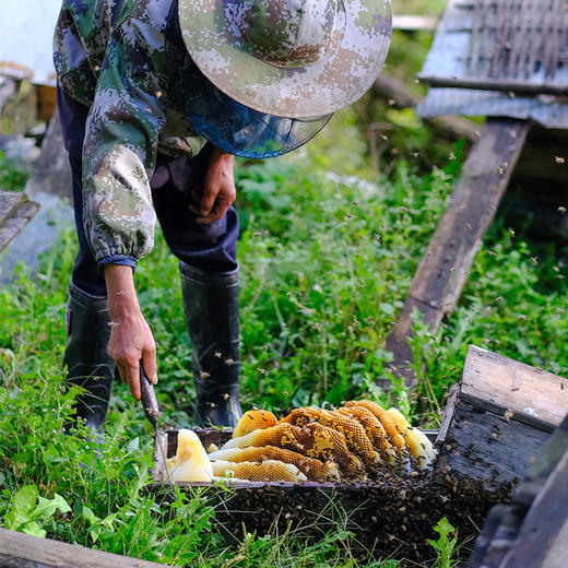 【秦岭野生蜂蜜500g/瓶】秦岭大巴山深处的野生百花药蜜 每年只收割一次 每一滴蜜都来之不易 商品图3