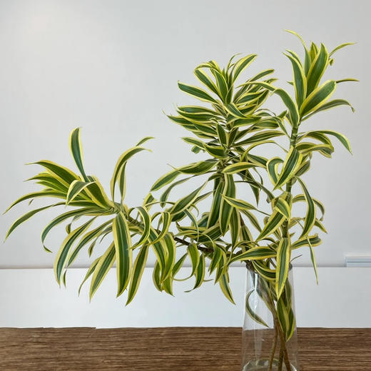 配叶-百合竹-5支 商品图0