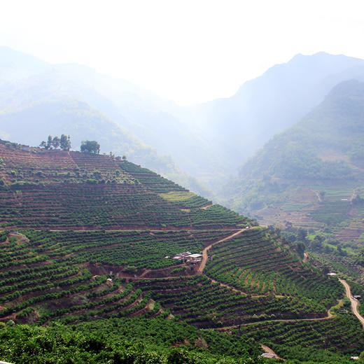 橙中万人迷·C味冰糖橙 汁水充沛甜蜜 果肉细腻化渣 商品图5