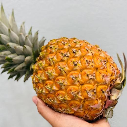 芒果凤梨🍍（只） 商品图2