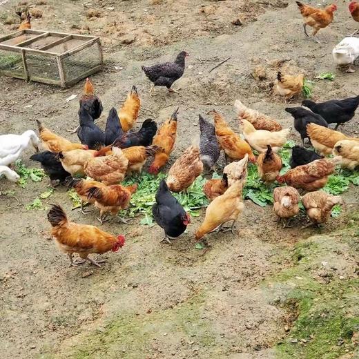 【寻味武隆】武隆深山老土鸡，飞入寻常百姓家，三年下蛋老母鸡 商品图3