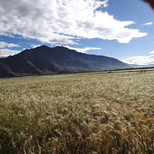 黑稞记青稞简餐 商品图6