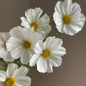 配花-格桑花-白色