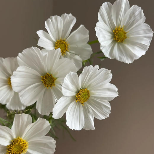 配花-格桑花-白色 商品图0