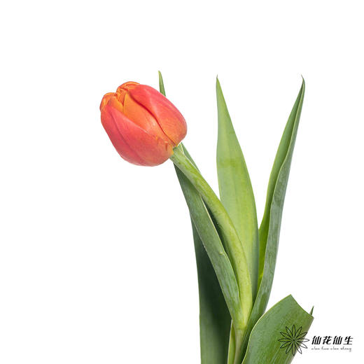 国产郁金香 | 香橙挞 商品图1