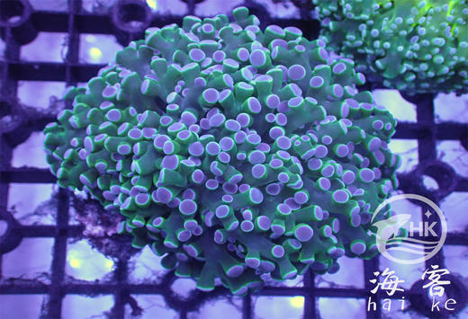 印尼人工分支双色蛙卵 商品图1