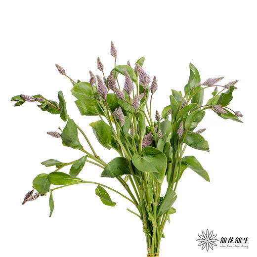 配花 ｜ 澳洲狐尾 商品图4