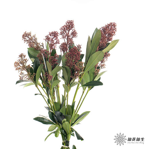 叶材 |  茵芋红色 商品图3