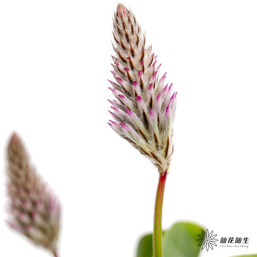 配花 ｜ 澳洲狐尾 商品图2