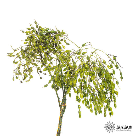 配果 | 玉翠 商品图3