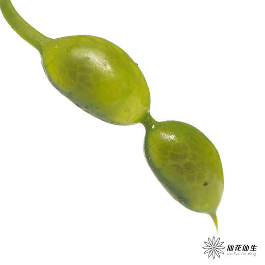 配果 | 玉翠 商品图2