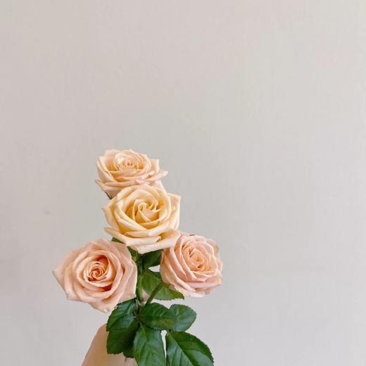 【柏拉图玫瑰】10支/份  长约60-65cm 商品图6