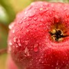 四川特产大凉山盐源红富士糖心苹果 商品缩略图1