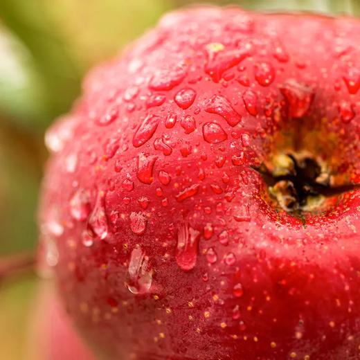 四川特产大凉山盐源红富士糖心苹果 商品图1