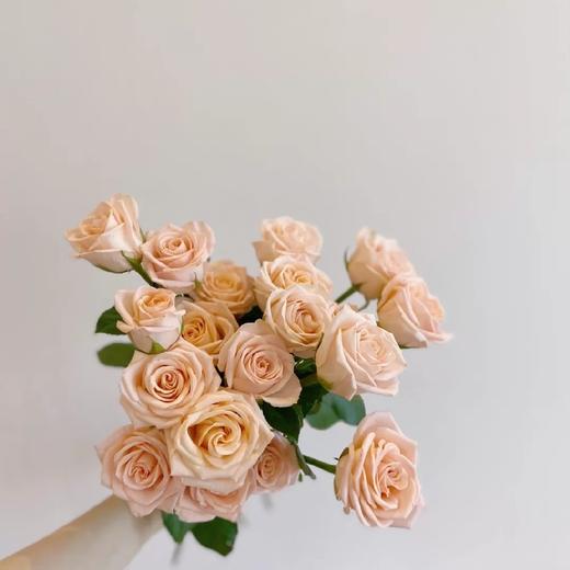 【柏拉图玫瑰】10支/份  长约60-65cm 商品图5