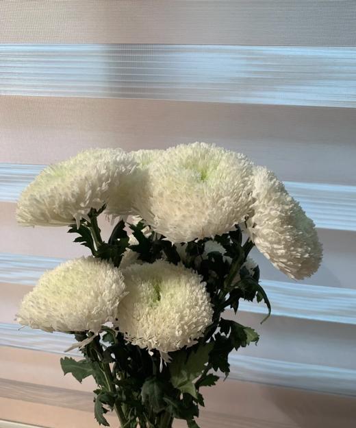 【面包菊】白色 约9-10支/扎 商品图1