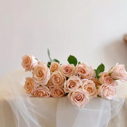 【柏拉图玫瑰】10支/份  长约60-65cm 商品图0