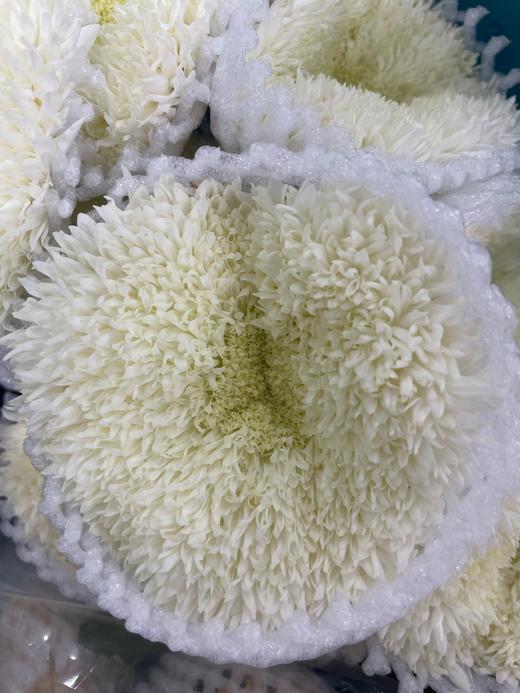 【面包菊】白色 约9-10支/扎 商品图2