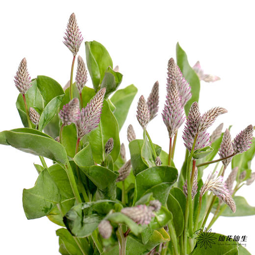 配花 ｜ 澳洲狐尾 商品图3