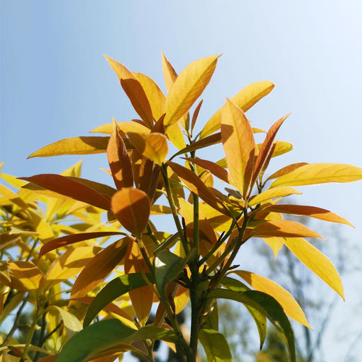 武隆鹏芝琳老鹰茶品鉴款20g 商品图5