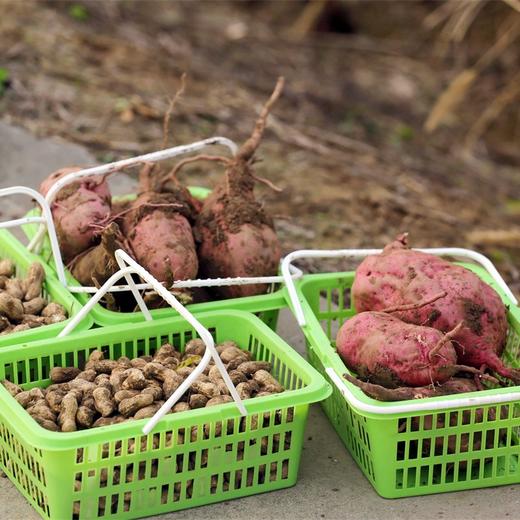 花海农耕采摘/筐 商品图2